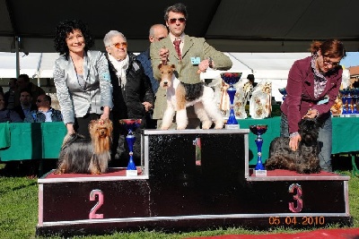 de Valy d'Aumont - HAPPYBOY DE VALY D'HAUMONT ET SES EXPLOITS EN ITALIE